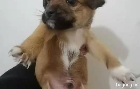 领狗宝宝了0