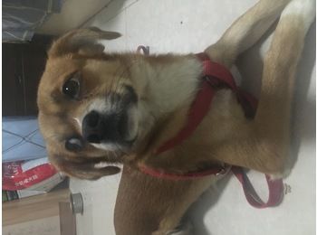 一只温柔可爱的田园犬...