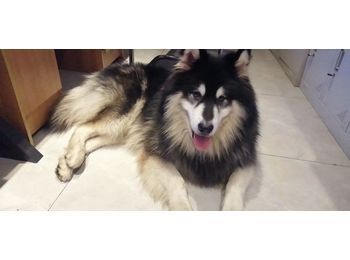 捡到的阿拉斯加犬
