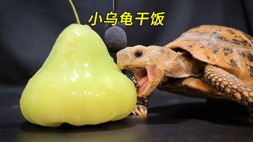 小乌龟干饭日常，一口气吃6种水果蔬菜，这伙食也太好了