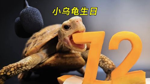 小乌龟72岁生日，铲屎官送它一个特别的礼物，太有爱了