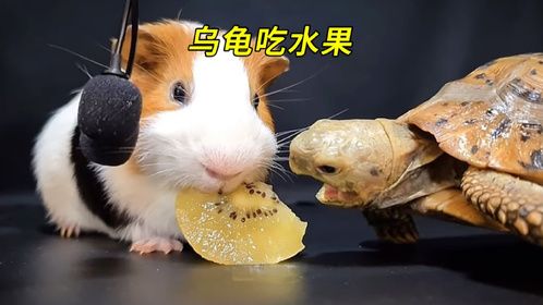 小乌龟和豚鼠干饭谁厉害？一个视频为你揭晓