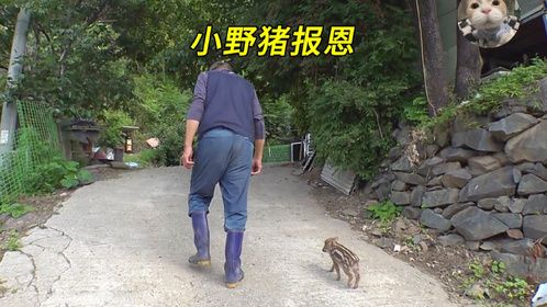 大叔救了一只小野猪，没想到它竟然懂得报恩，天天帮大叔干农活