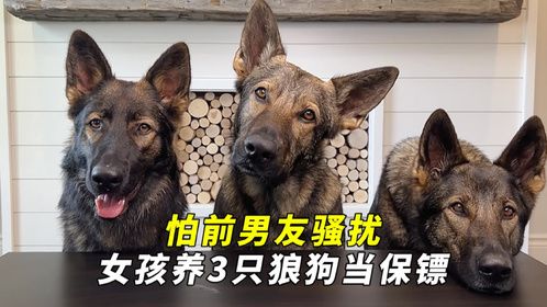 怕前男友半夜骚扰，女孩养3只狼狗当保镖，结局令人哭笑不得