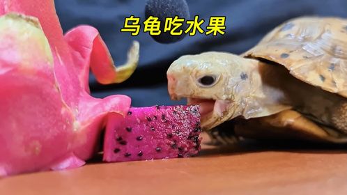 小乌龟第一次吃苹果，嘎嘣嘎嘣啃个没完，这声音太解压了