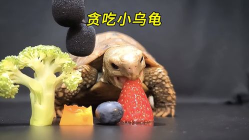 小乌龟吃大杂烩，一口一口停不下来，这声音太爽了
