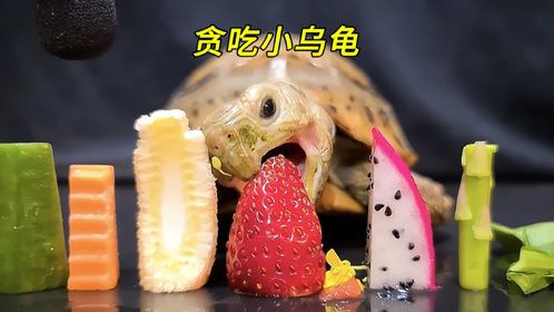 小乌龟又来干饭了，一口气吃10种食物，哪个才是它的最爱？