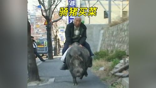 大爷救助一只小野猪，养到600斤天天骑着上街买菜