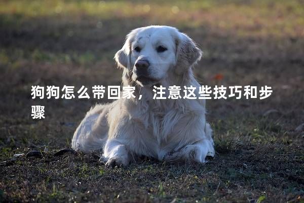 狗狗怎么带回家，注意这些技巧和步骤