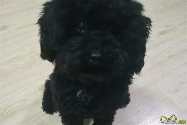 刚抱回家的狗狗如何养？给新饲养主的一些养狗建议