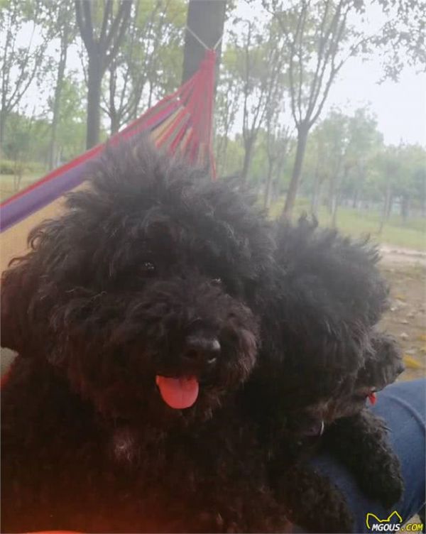 刚抱回家的狗狗如何养？给新饲养主的一些养狗建议