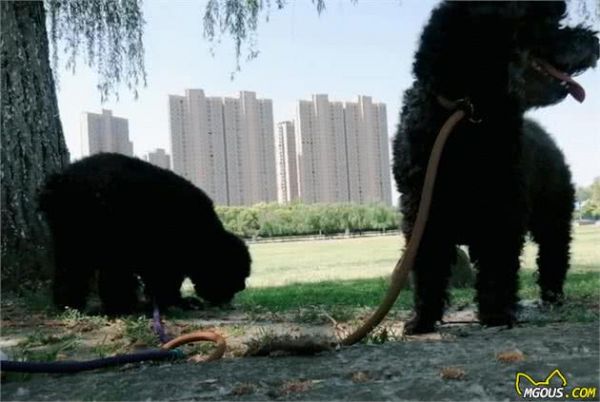 刚抱回家的狗狗如何养？给新饲养主的一些养狗建议