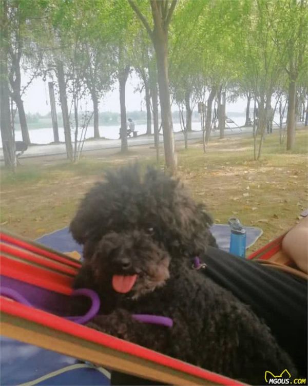 刚抱回家的狗狗如何养？给新饲养主的一些养狗建议