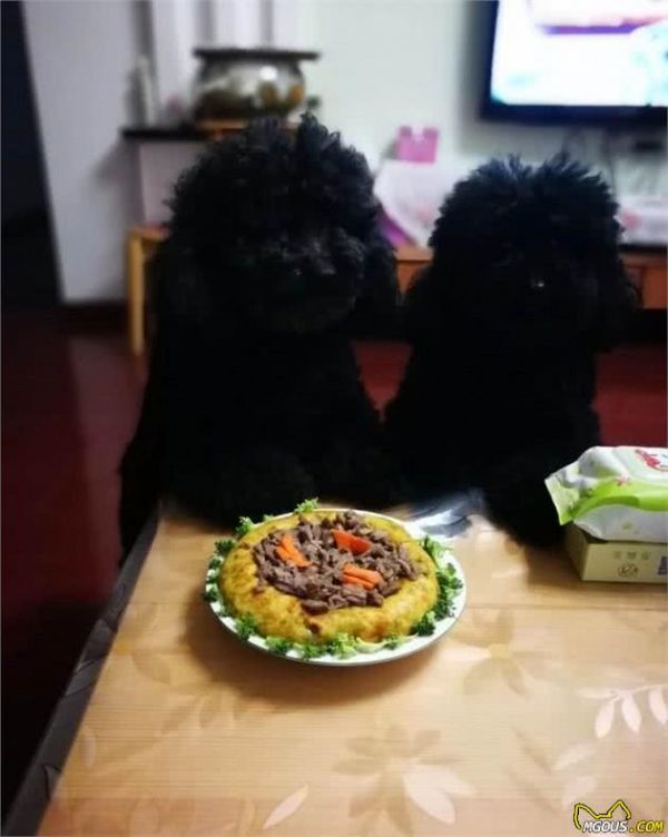 刚抱回家的狗狗如何养？给新饲养主的一些养狗建议
