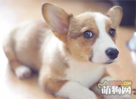 学会这几步，把健康的狗狗抱回家