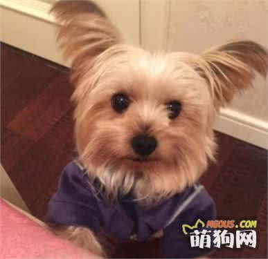 学会这几步，把健康的狗狗抱回家
