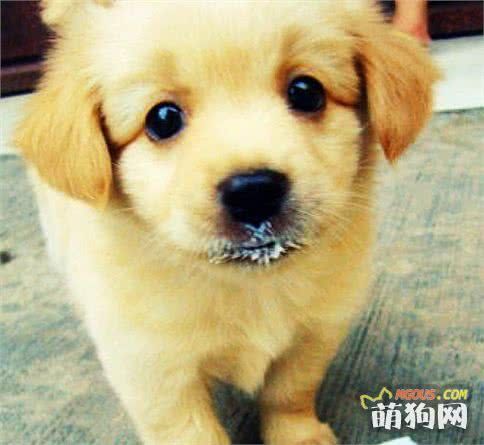 学会这几步，把健康的狗狗抱回家