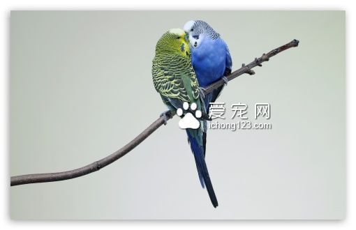 虎皮鹦鹉