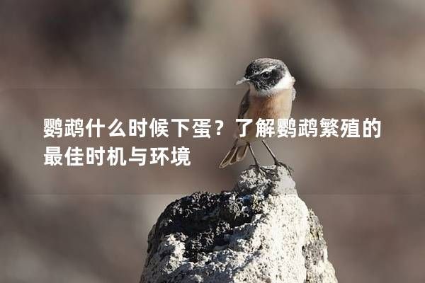 鹦鹉什么时候下蛋？了解鹦鹉繁殖的最佳时机与环境