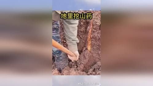 丰收富贵：山药地里挖挖看
