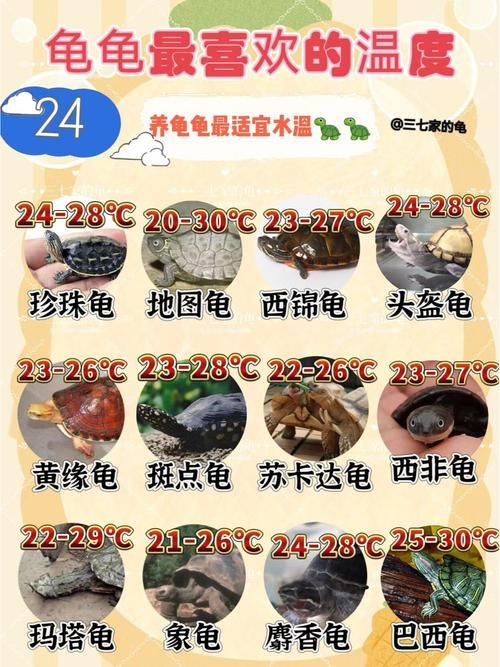 乌龟水温低怎么办