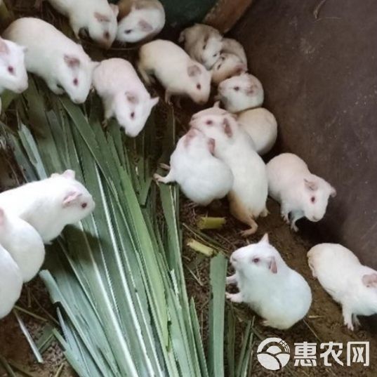 荷兰猪，荷兰鼠，中华黑豚，实验白豚种苗，宠物豚，商品豚