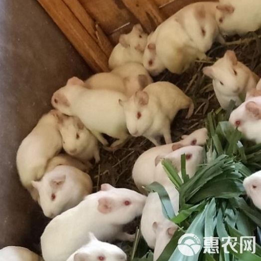 荷兰猪，荷兰鼠，中华黑豚，实验白豚种苗，宠物豚，商品豚