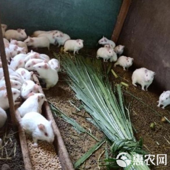 荷兰猪，荷兰鼠，中华黑豚，实验白豚种苗，宠物豚，商品豚