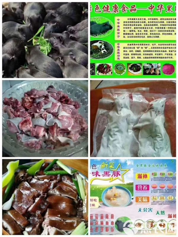荷兰猪，荷兰鼠，中华黑豚，实验白豚种苗，宠物豚，商品豚