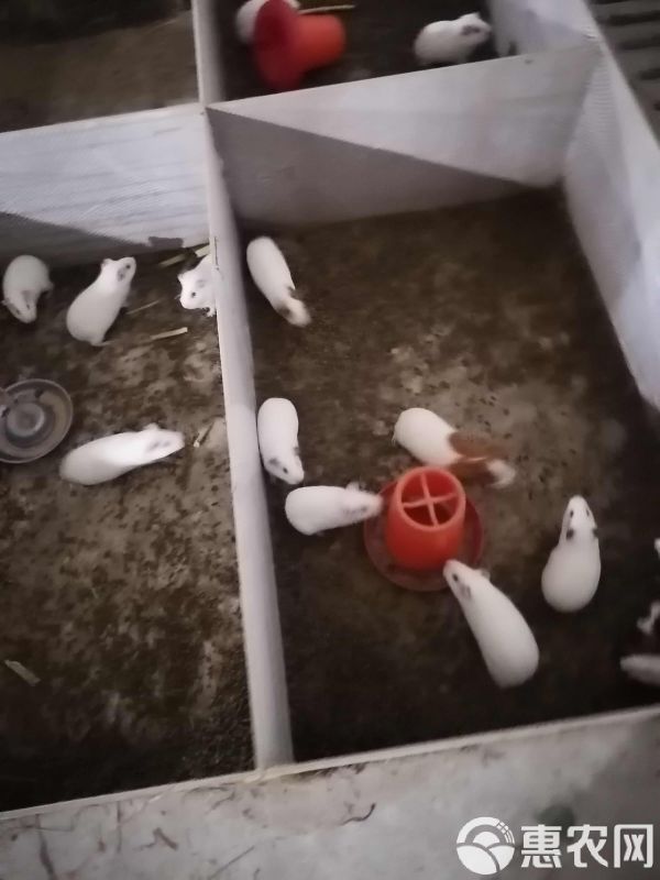 荷兰猪，荷兰鼠，中华黑豚，实验白豚种苗，宠物豚，商品豚