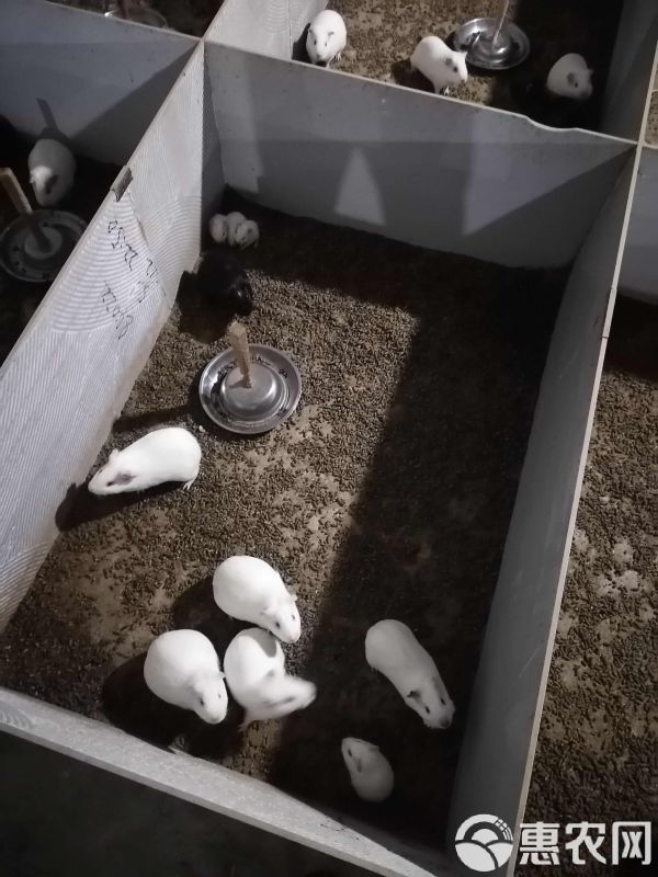 荷兰猪，荷兰鼠，中华黑豚，实验白豚种苗，宠物豚，商品豚