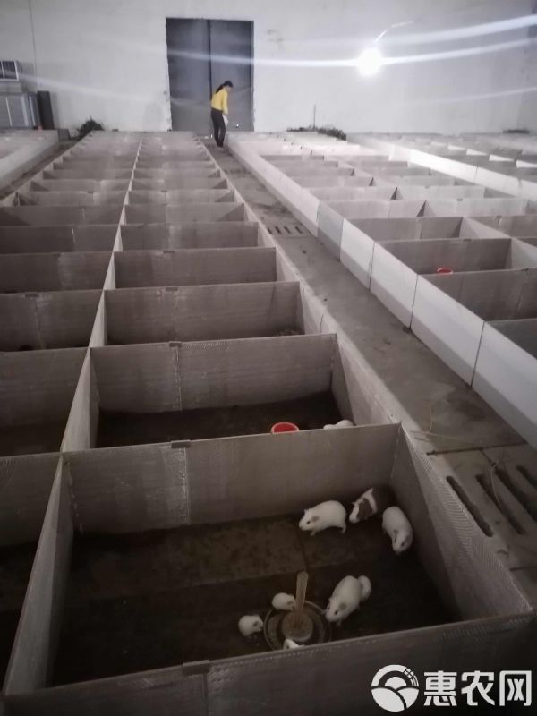 荷兰猪，荷兰鼠，中华黑豚，实验白豚种苗，宠物豚，商品豚