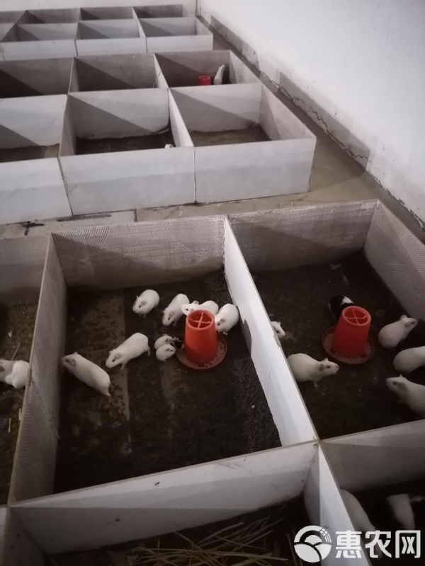 荷兰猪，荷兰鼠，中华黑豚，实验白豚种苗，宠物豚，商品豚