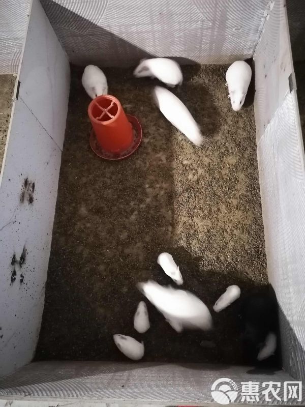 荷兰猪，荷兰鼠，中华黑豚，实验白豚种苗，宠物豚，商品豚
