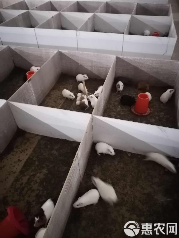 荷兰猪，荷兰鼠，中华黑豚，实验白豚种苗，宠物豚，商品豚