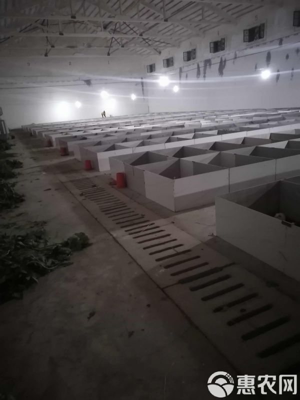 荷兰猪，荷兰鼠，中华黑豚，实验白豚种苗，宠物豚，商品豚