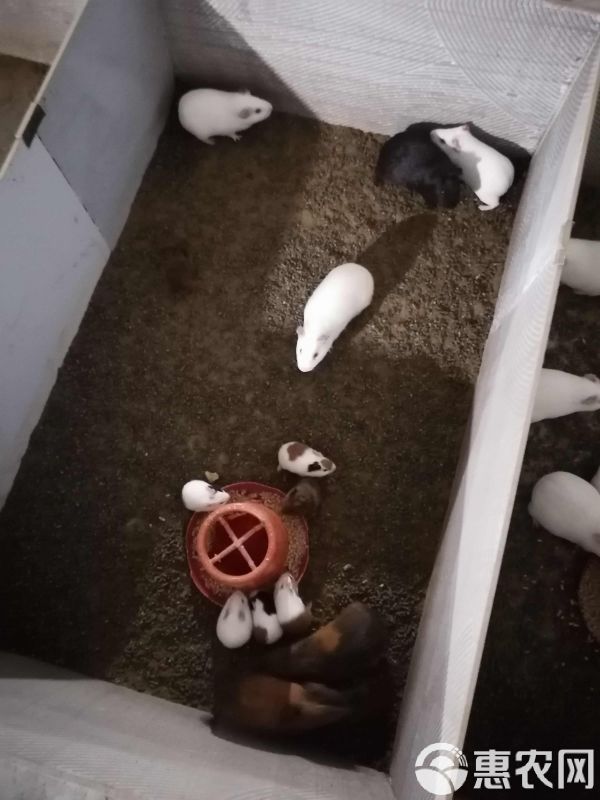 荷兰猪，荷兰鼠，中华黑豚，实验白豚种苗，宠物豚，商品豚