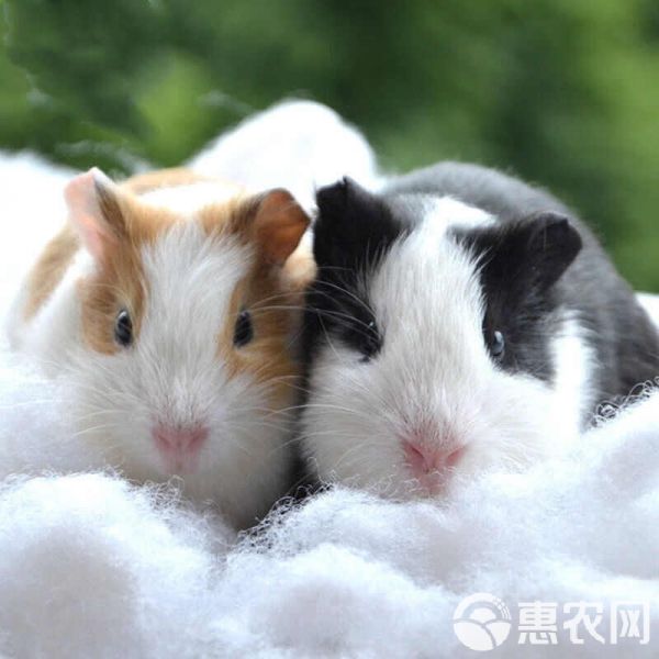 出售荷兰猪/豚鼠，可做宠物可食用