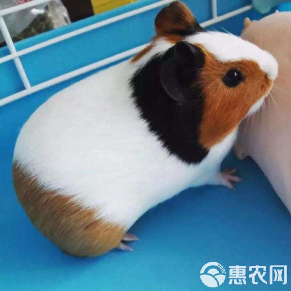 出售荷兰猪/豚鼠，可做宠物可食用