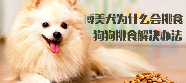 如何调理狗狗小肠胃（宠物爱好者必读的小肠胃调理指南）