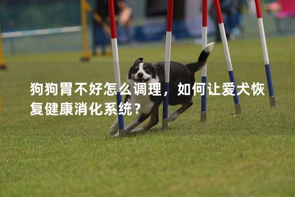 狗狗胃不好怎么调理，如何让爱犬恢复健康消化系统？