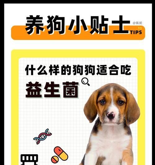 狗益生菌如何帮助肠胃调理？换粮时应如何使用？