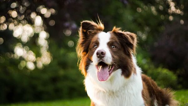成年棕色和白色边境牧羊犬的特写摄影