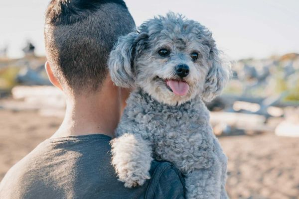 可爱的灰色贵宾犬和一个人在户外享受阳光明媚的日子。