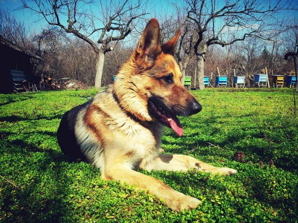 一只德国牧羊犬躺在乡村户外生机勃勃的草地上，享受着阳光明媚的日子。