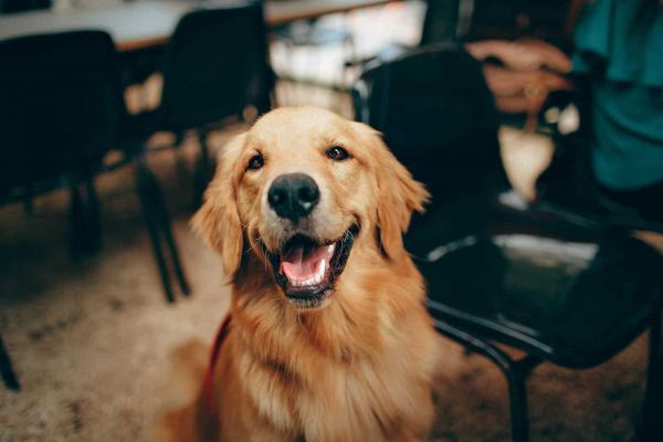 迷人的金毛猎犬在室内微笑，展现其活泼友好的天性。