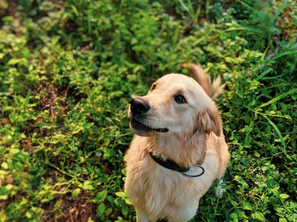 可爱的金毛猎犬小狗坐在阳光明媚的户外环境中郁郁葱葱的绿草地上。