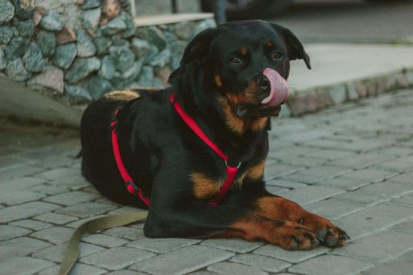 一只戴着红色挽具的罗威纳犬躺在鹅卵石小路上，舔着鼻子。