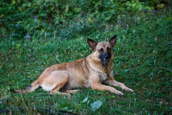 一只比利时马林诺斯犬躺在公园的草地上，周围绿树环绕。