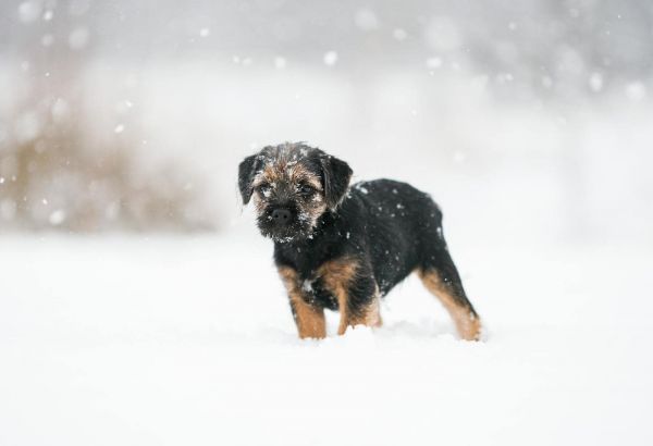 可爱的边境梗犬小狗站在雪景冬景中，捕捉可爱的瞬间。
